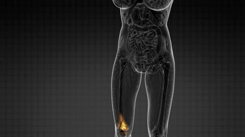 Medical Scan of Human Leg with Glowing Knee Animation