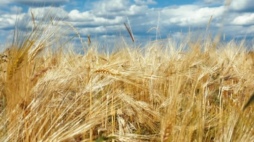 Golden Wheat Field Swaying in Gentle Breeze
