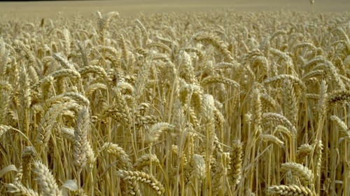 Golden Wheat Field Swaying in the Wind