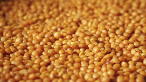 Vibrant Orange Lentils Pile Close Up