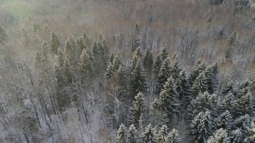 Winter Landscape with Forest