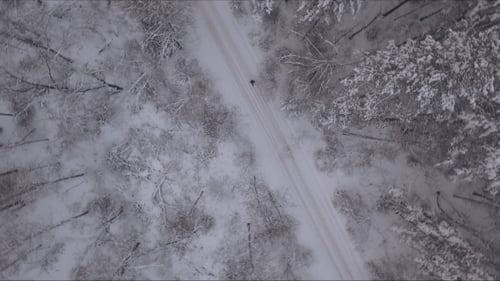 Man Walking on Forest Road