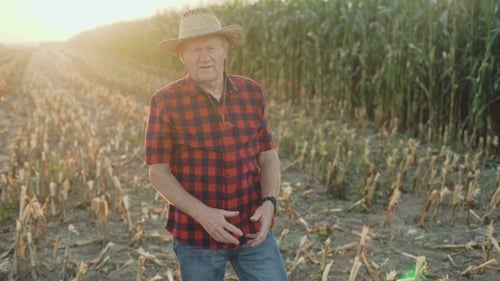 Senior Farmer Stands in Harvested Cornfield at Sunset