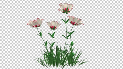 Animated White Flowers Growing with Green Grass Motion Element