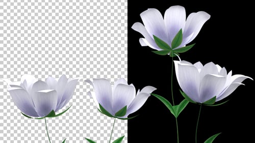 Organic Growth of Grass and White Flowers with Alpha Channel