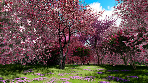 Spring Forest
