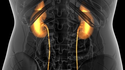 Anatomie-Scan der menschlichen Nieren