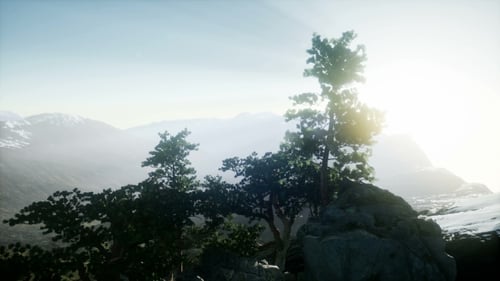 Sun Beams Through Trees