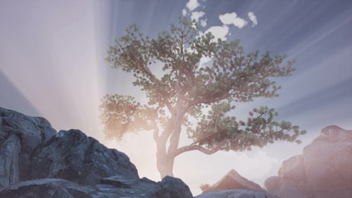 Sun Beams Through Trees