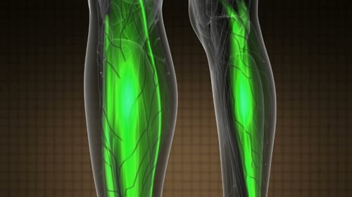 3D Animated Human Anatomy: Glowing Muscle System Highlight