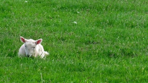 Lamb Resting in Green Grassy Field on Sunny Day