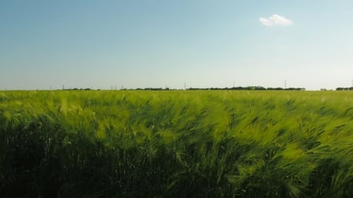 Child in a Field with Balloons