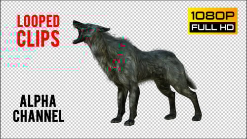 3D Animated Wolf Growling and Snarling with Alpha Channel