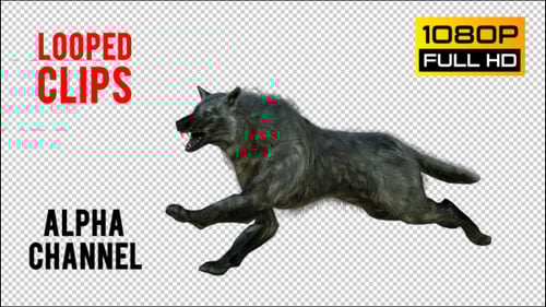 Animated 3D Wolf Action Cycles with Alpha