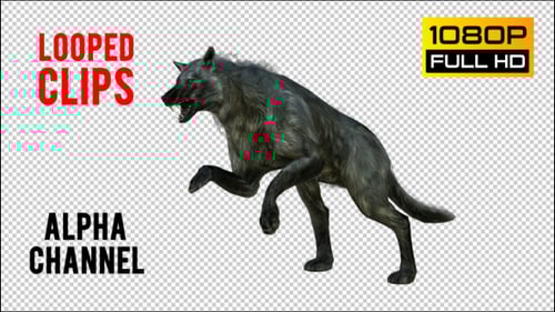Looped 3D Wolf Animations: Running, Stalking, and Leaping