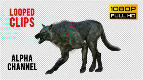 Looped 3D Gray Wolf Animations with Alpha Channel