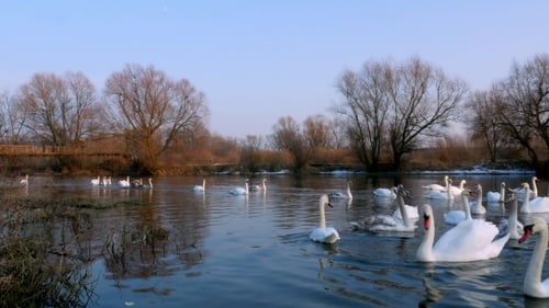 Schwan schwimmt auf dem Fluss