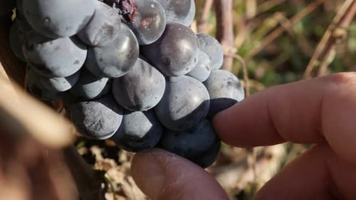 Vérification de la douceur des baies d'une grappe de vignes, vidéo 4K