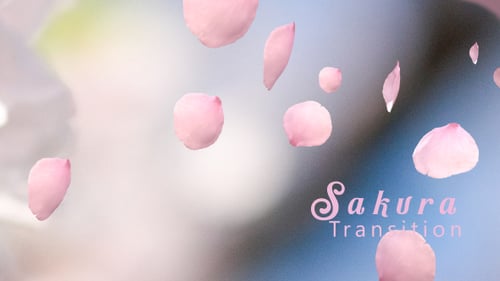 Falling Cherry Blossom Petals Overlay