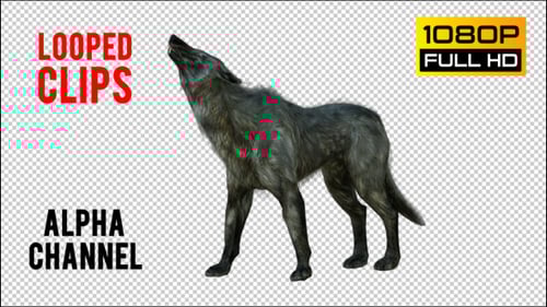 Realistic 3D Gray Wolf Howling and Growling Transparent Loop