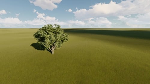 Single Tree on a Summer Meadow
