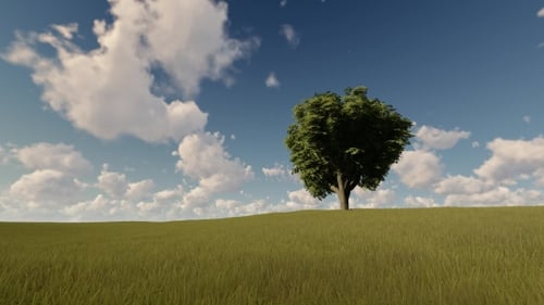 Single Tree on a Summer Meadow