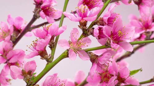 Time Lapse of Blooming Pink Flowers on Branch