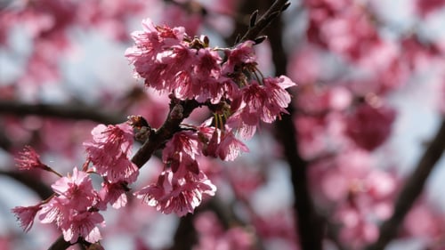 Pink Flower
