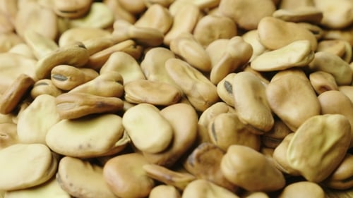 Pile of Dried Fava Beans Rotating Close Up