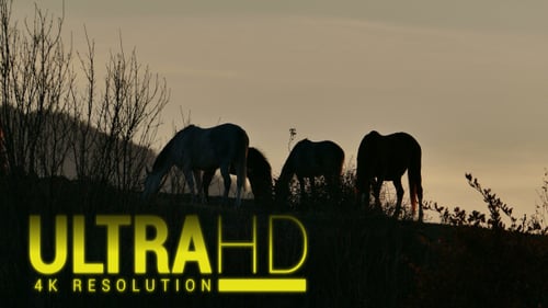 Horses Grazing Peacefully on Hilltop at Sunset