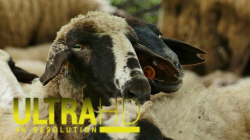 Sheep 15