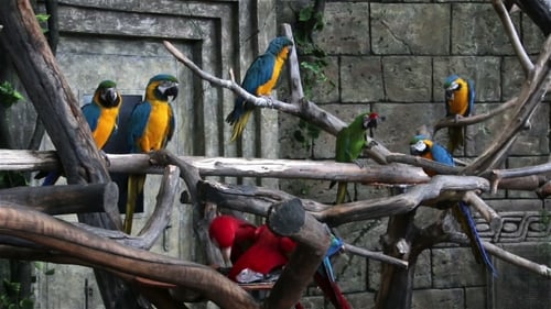 A Flock of Macaws