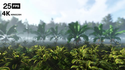 Morning Fog in Tropical Jungle with Swaying Plants