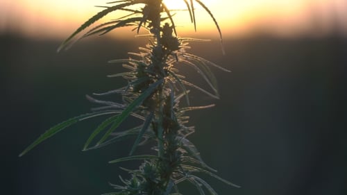 Cannabis Plant in Golden Light at Sunset