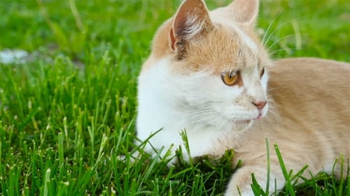 Cat Relaxing in a Green Grass Meadow