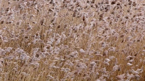 Bulrush Yellow auf dem gefrorenen See