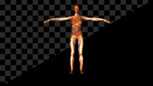 Medical Female / Woman Anatomy