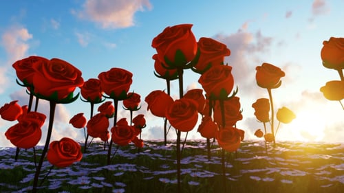 Romantic Red Roses Field with Daisies at Golden Sunset