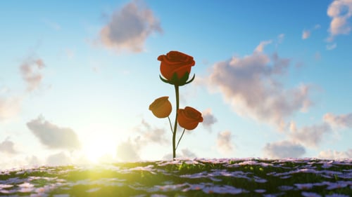 Roses