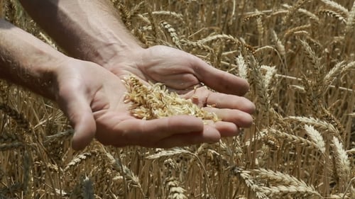 Examining Golden Wheat Grains in Hands