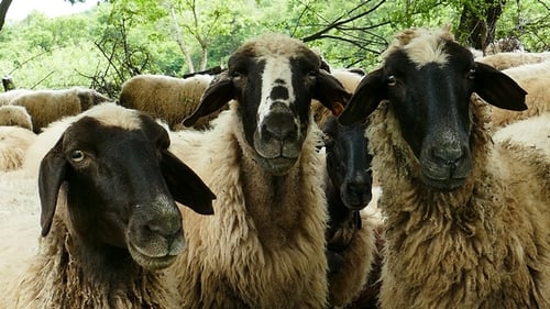 Sheep 12
