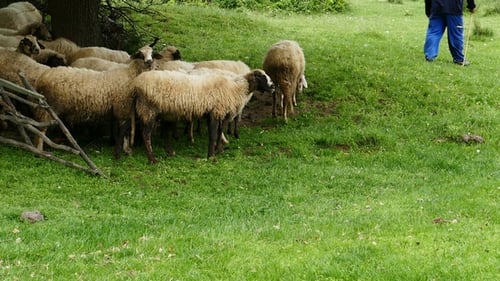 Schäfer und Schafe 2