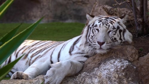 Weißer Tiger ruht im Nationalpark