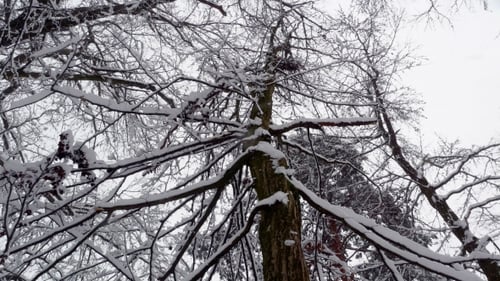 Winter Snowy Forest Trees