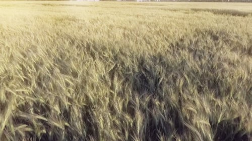 AERIAL: Low Flight Over Wheat