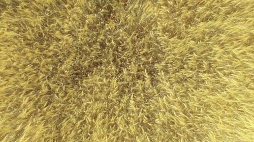 Top Down View of Golden Wheat Gently Swaying in Breeze
