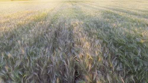 AERIAL VIEW: Flight Over the Beautiful Sunlit Wheat Field in Sunset