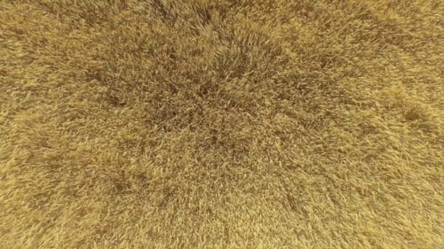 Ansicht von oben nach unten auf goldenen Weizen, der sich sanft im Wind wiegt
