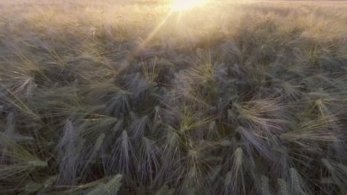 VISTA AÉREA: Vuelo sobre el hermoso campo de trigo iluminado por el sol al atardecer
