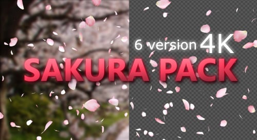 Sakura